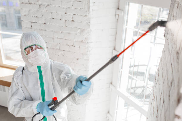 Best Water Damage & Mold Remediation  in Mccordsville, IN
