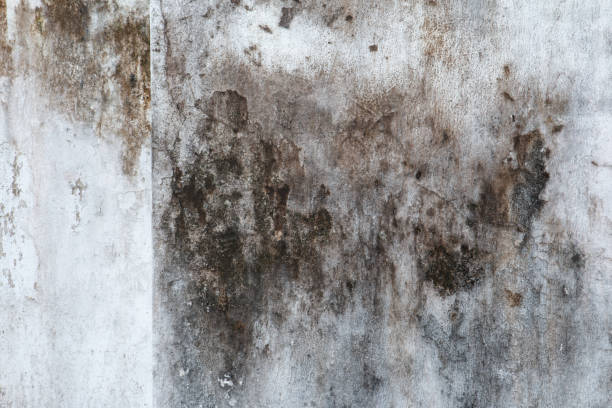 Best Mold Documentation for Insurance Claims  in Mccordsville, IN