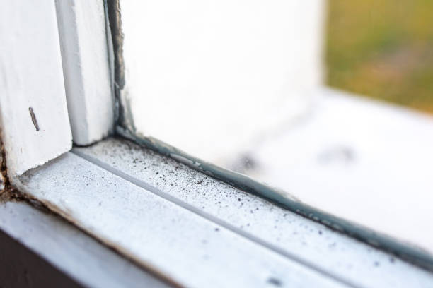 Best Environmental Consulting for Mold Prevention  in Mccordsville, IN