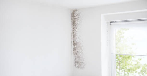 Dehumidification Services in Mccordsville, IN