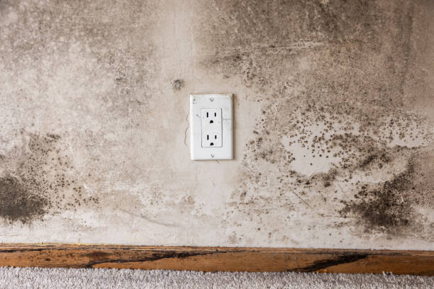 Best Commercial Mold Inspection  in Mccordsville, IN