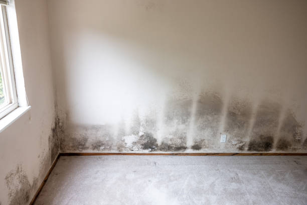Best Air Quality Testing for Mold Spores  in Mccordsville, IN