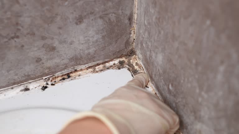 Biohazard Mold Removal in Mccordsville, IN