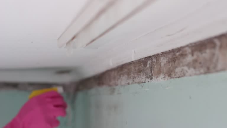 Best Crawl Space Mold Remediation  in Mccordsville, IN